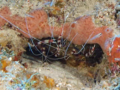 Banded Cleaner Shrimp