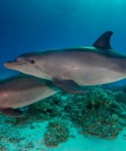 Alternative view of Dive Trip- Red Sea Liveaboard 2027