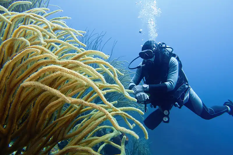 Scuba diver exploring a healthy coral reef in Curaçao