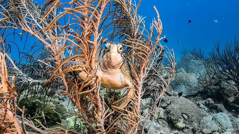 Sea turtle among coral and sea rods in Curaçao