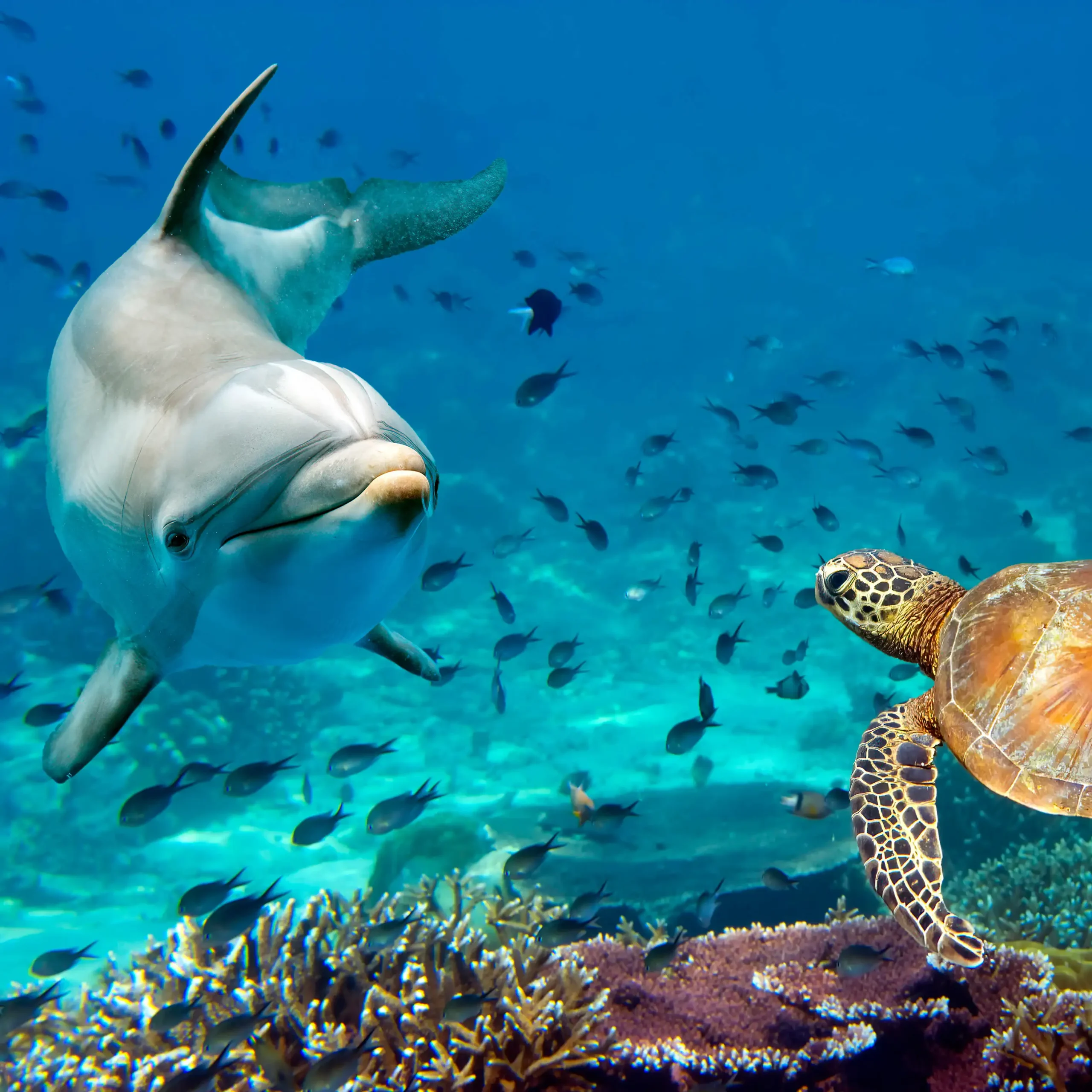 Dolphins swimming in Egypt’s Red Sea