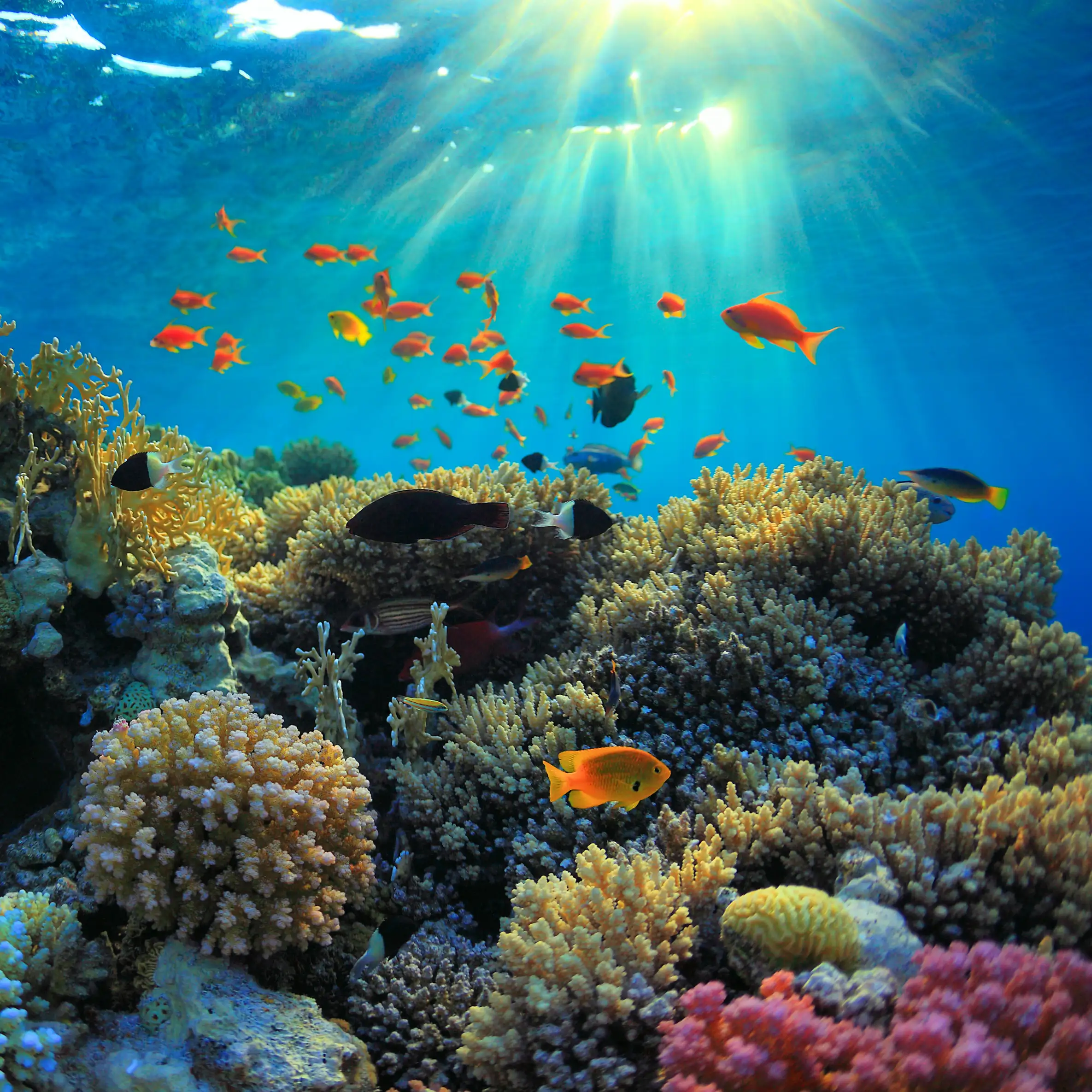 Colorful coral reef and marine life in Egypt’s Red Sea