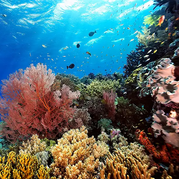 Colorful coral reef diving in the Red Sea