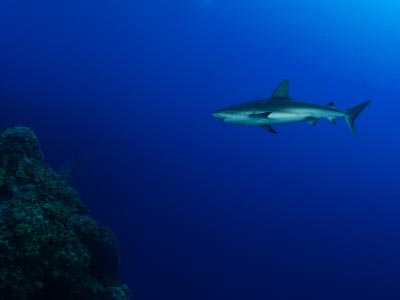 Reef Shark