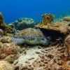 Dive Trip- Roatan 2027