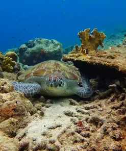 Dive Trip- Roatan 2027