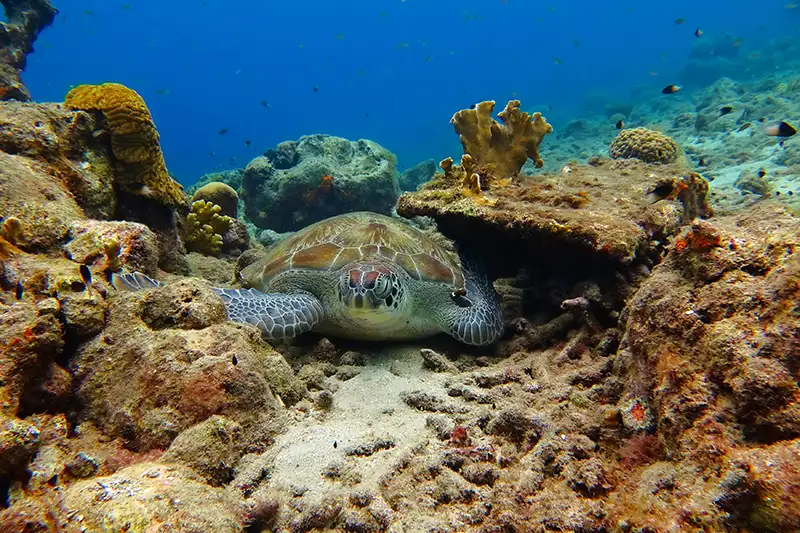 Dive Trip- Roatan 2027