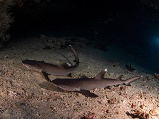 White Tip Reef Sharks